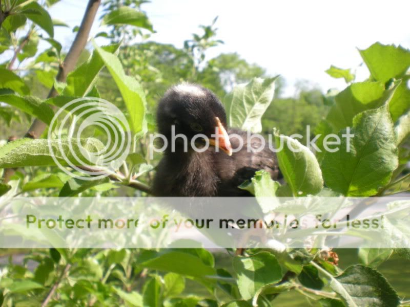 barredrockchick008.jpg