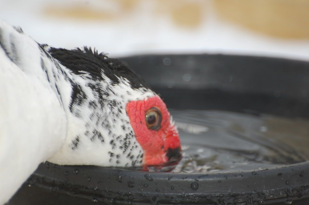 alphawatering2.jpg