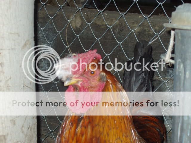 Chickens177.jpg