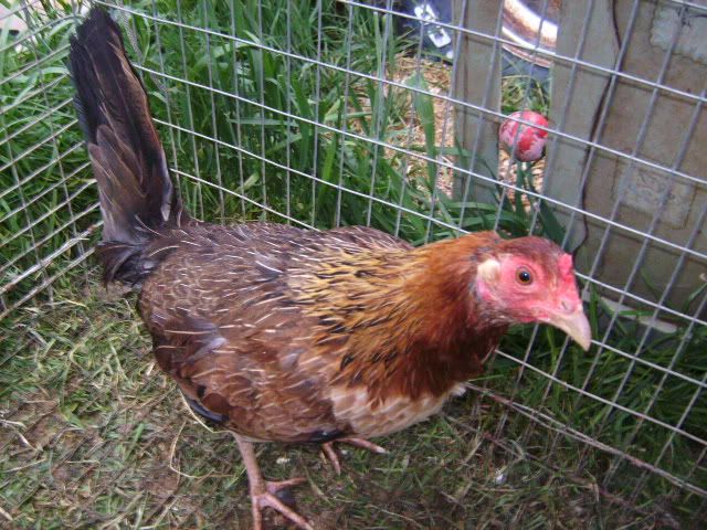 gamehens003.jpg