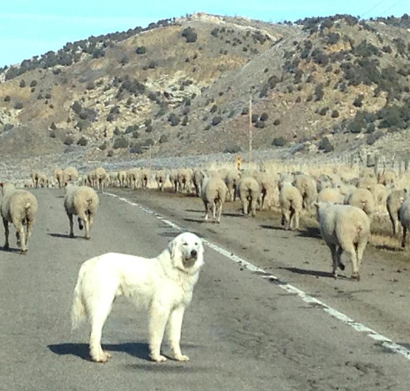 Great-Pyrenees.jpg