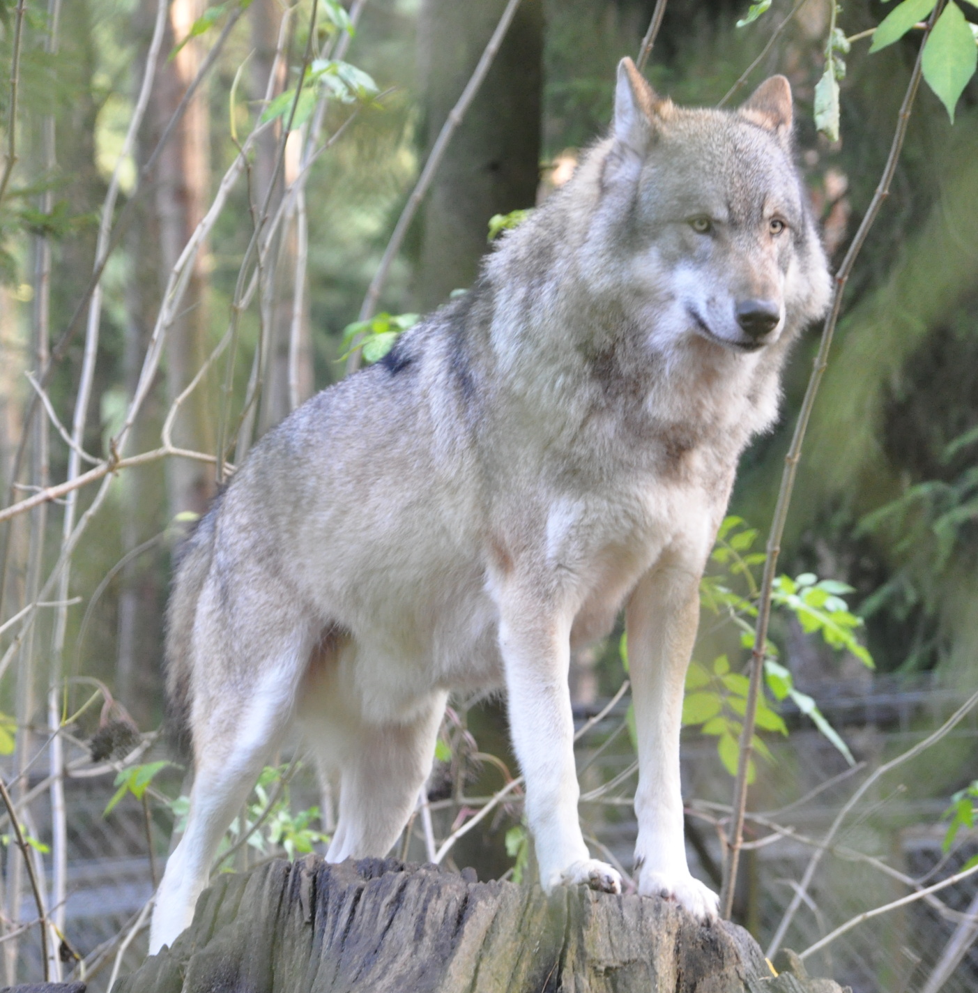 Canis_lupus_lupus_qtl1.jpg