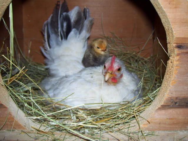 friedchicken056.jpg