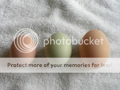 firsteggs2.jpg