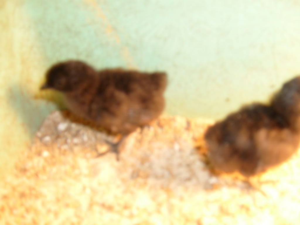 Picture057.jpg