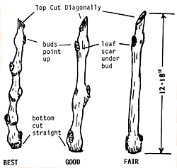 figure1.gif