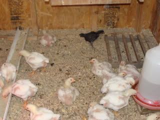 babychicks021.jpg