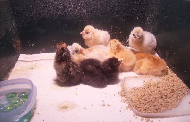 10newchicks1.jpg