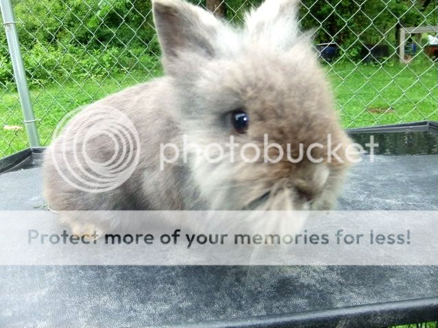 poultryandbunnies009.jpg