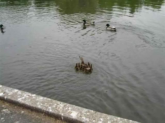 duck9Small.jpg