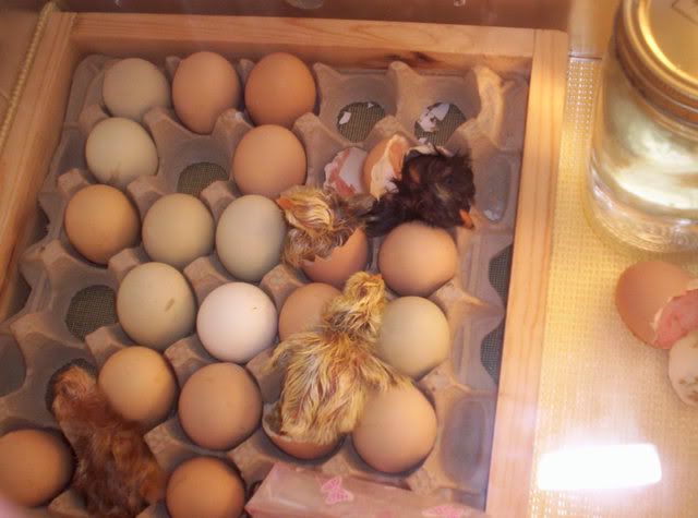 Babychicks010.jpg
