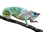 buy-pfeffer%27s-chameleon.jpg