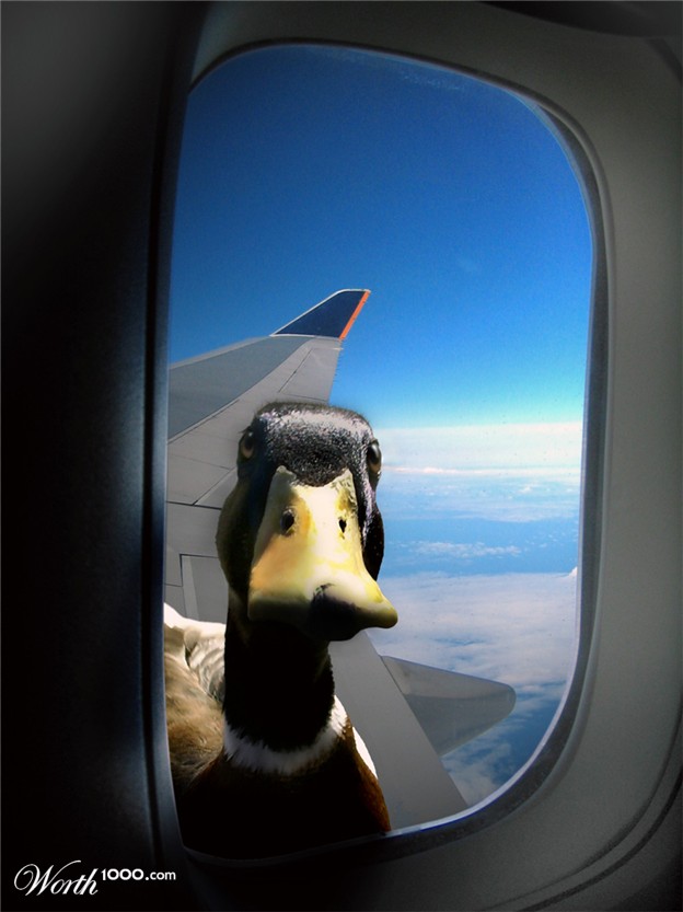 duck1.jpg