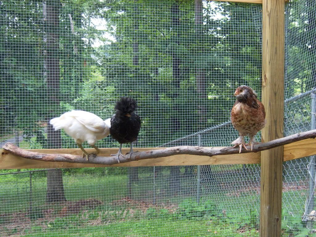 taraschicks044.jpg