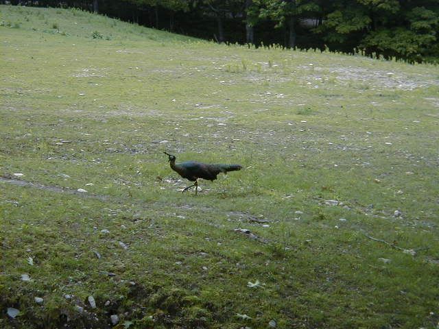 P1010234.jpg