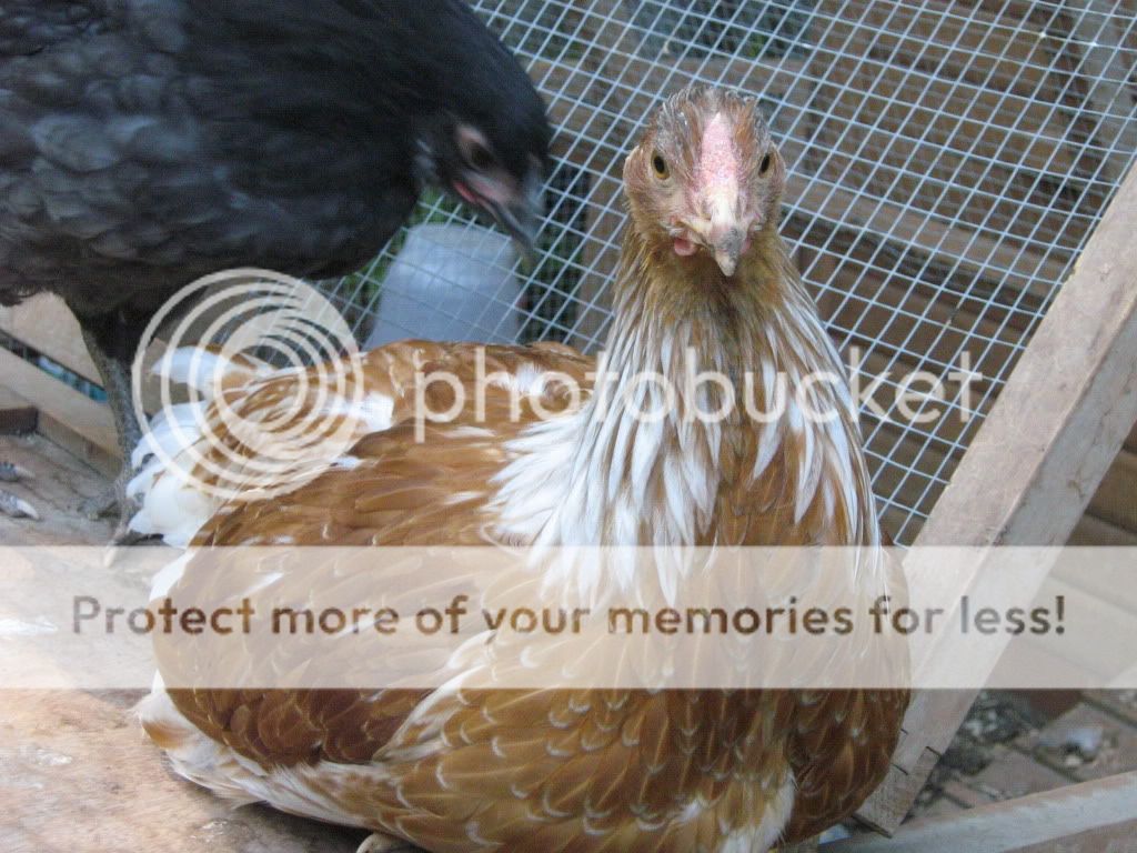 NewChickensAugust8th2010030.jpg