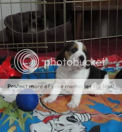 puppy5Opheliagirl3weeks.jpg