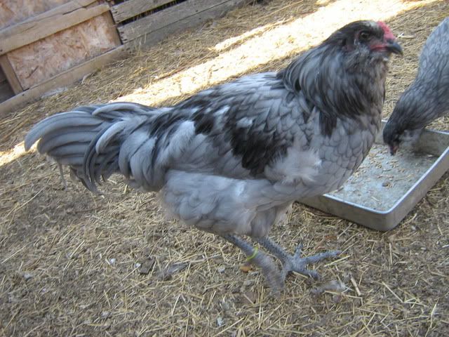 chickenpics2011591.jpg