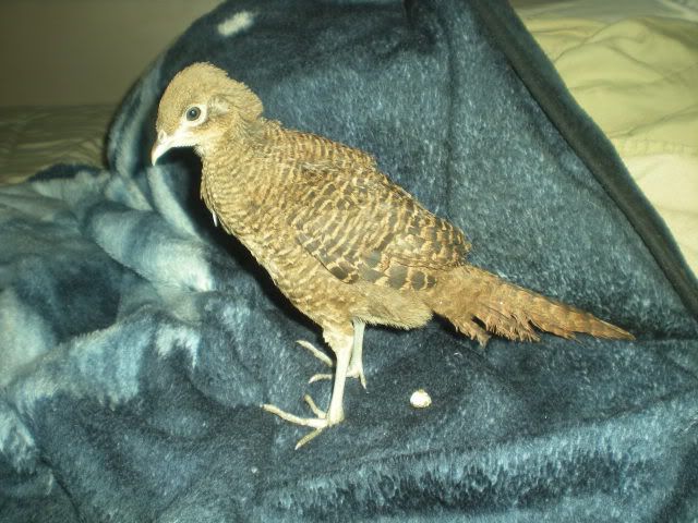 pheasants001-1.jpg