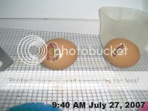 hatchingchicks0091.jpg