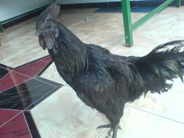 -Ayam-Cemani-Malang-1275938628.jpg