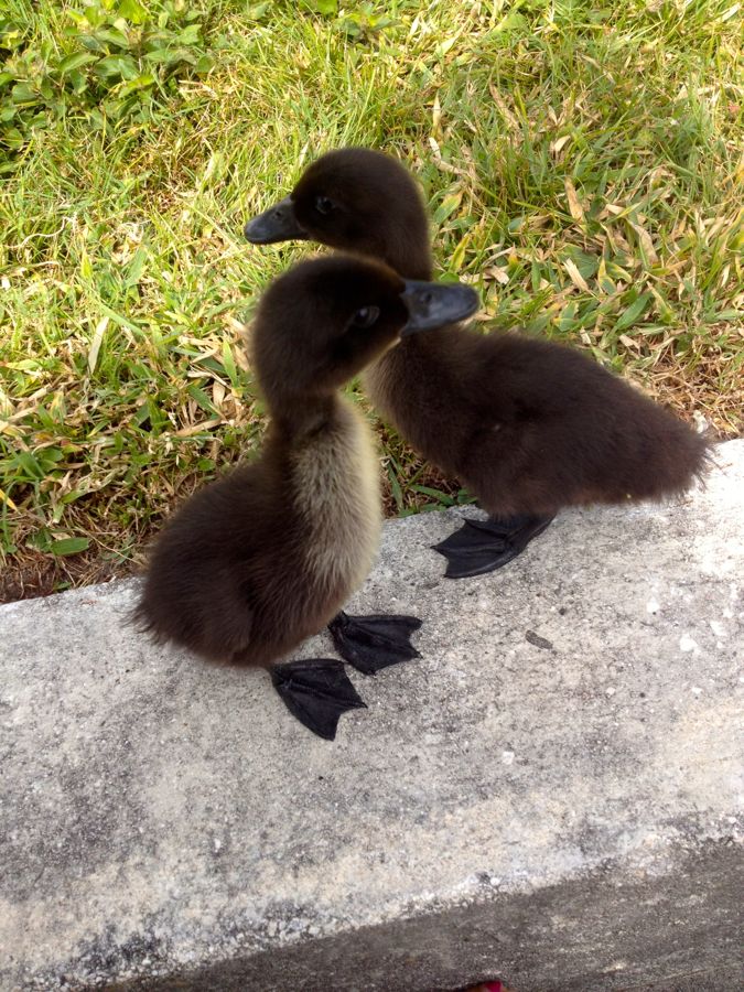 cayugaducklings4.jpg