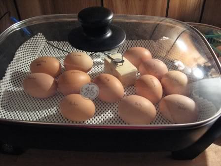 Eggsin2.jpg