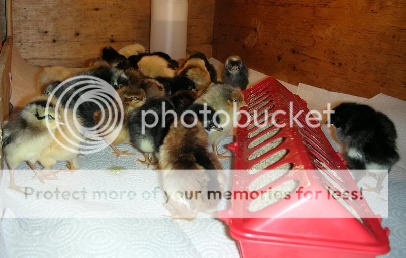 chickies.jpg