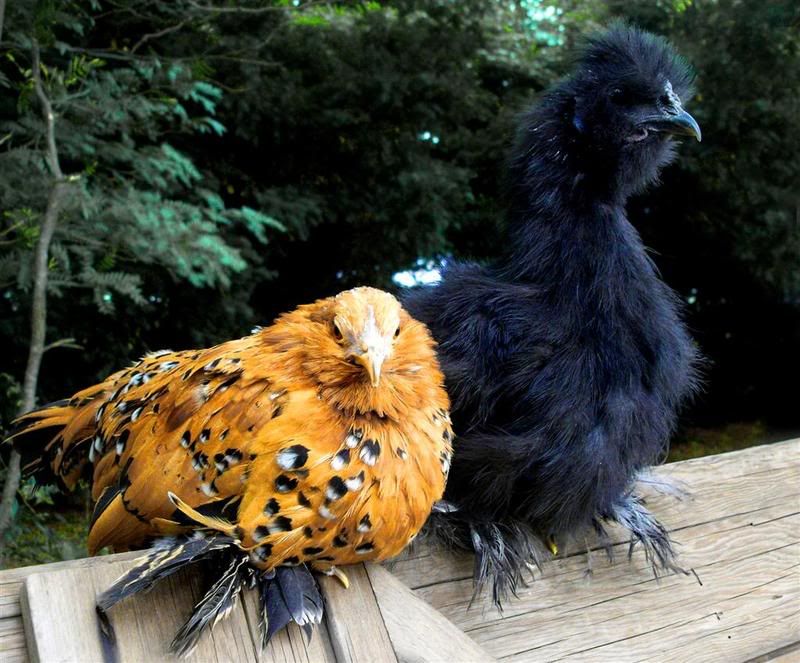 pairLarge-1.jpg