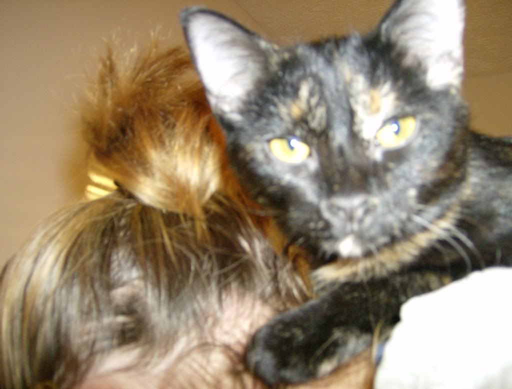 cats017.jpg