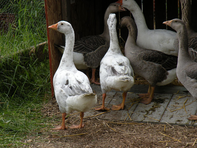 DSCN3948.JPG
