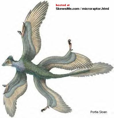 microraptor2b_b.jpg