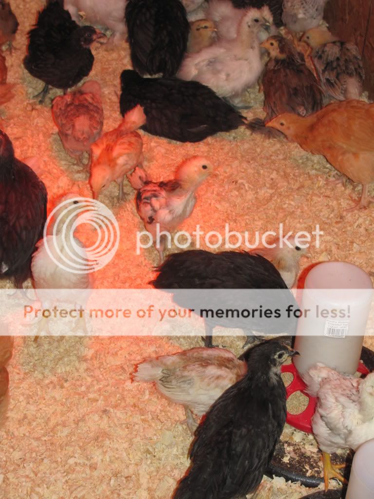 brooder12.jpg