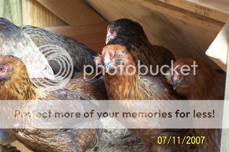 chicksgroup1.jpg