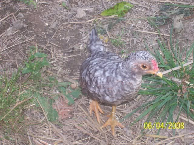 farm035.jpg