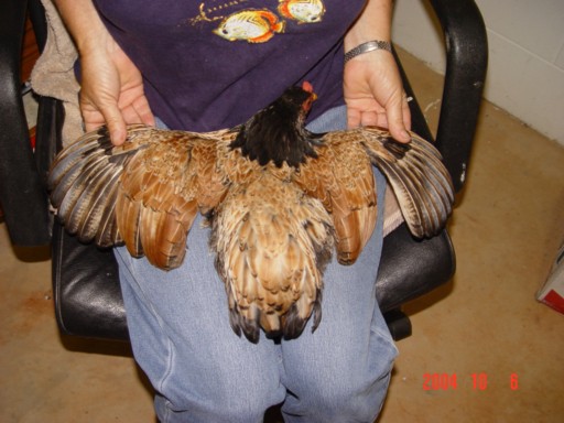 unilateral_split_wing.JPG