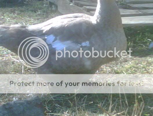 henside2.jpg