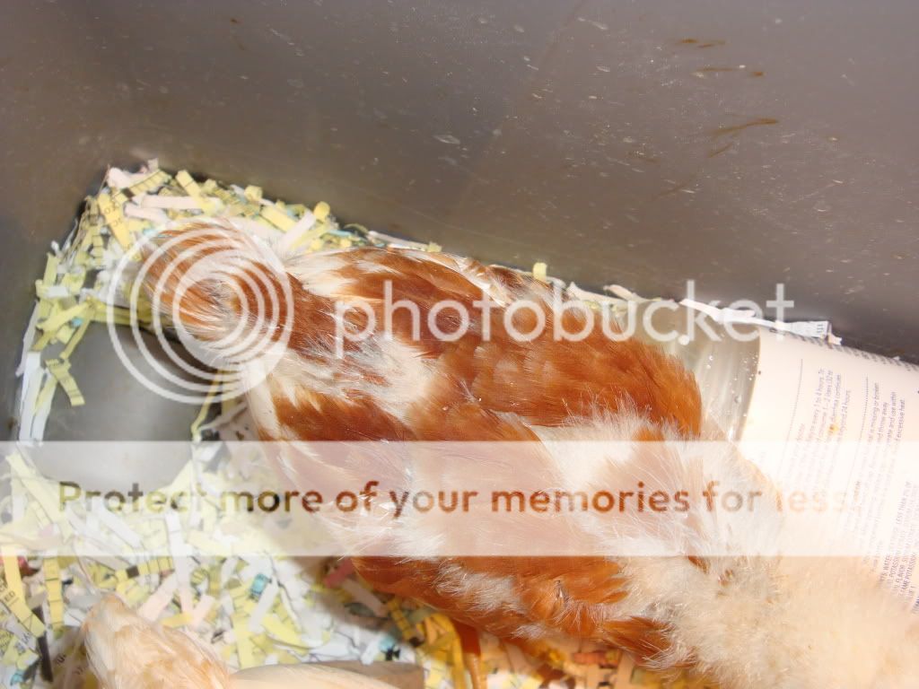 DSC03621.jpg