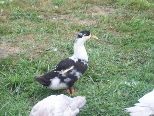100_3574.JPG