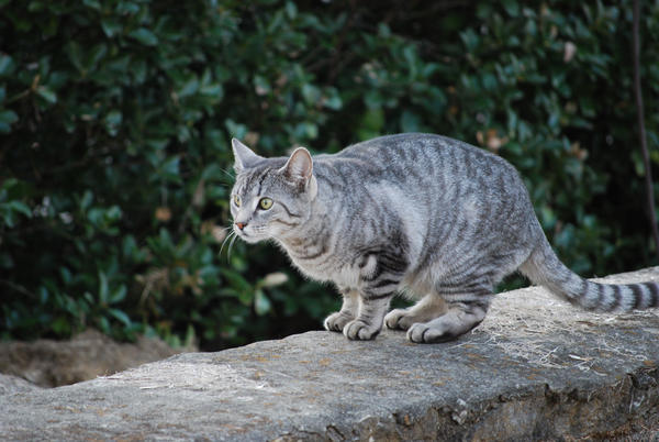 Silver_Tabby_by_WolfLoverZERO.jpg