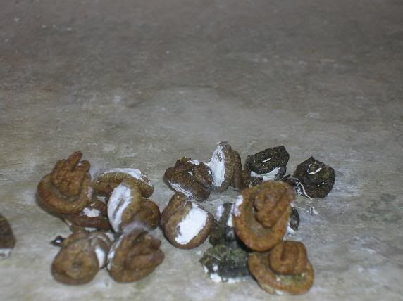 Poop2.jpg