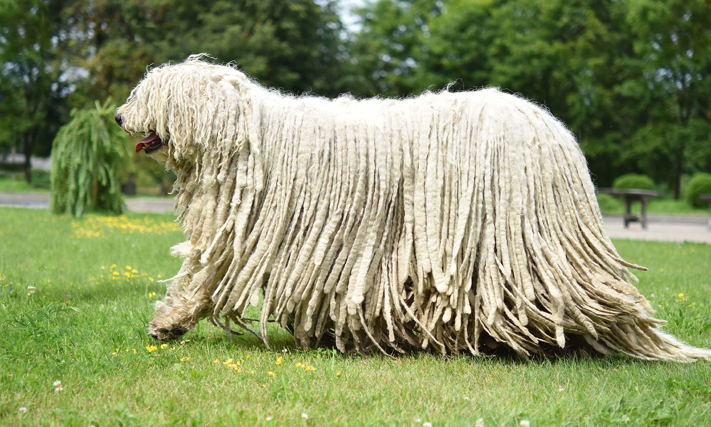 Komondor-FeaturedImage.jpg
