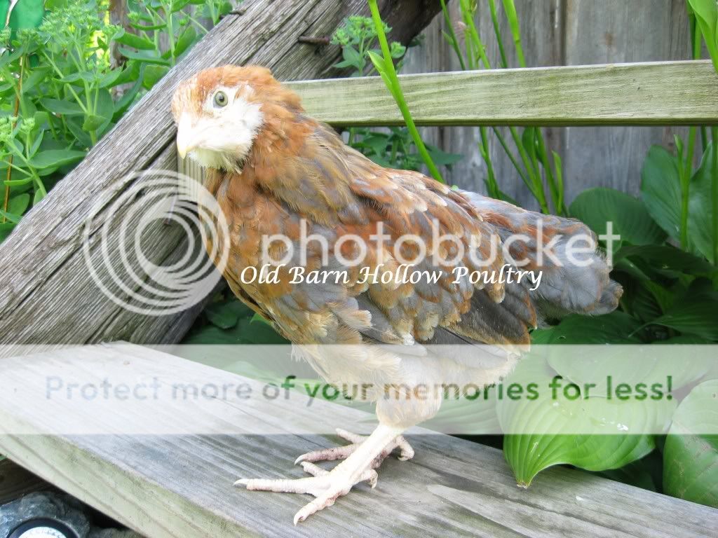 IMG_3736.jpg