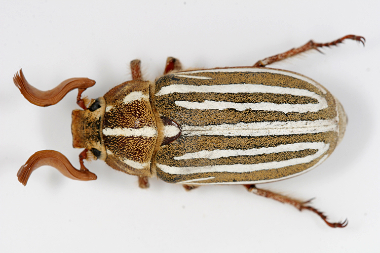 june-beetle-polyphylla-decimlineata.jpg