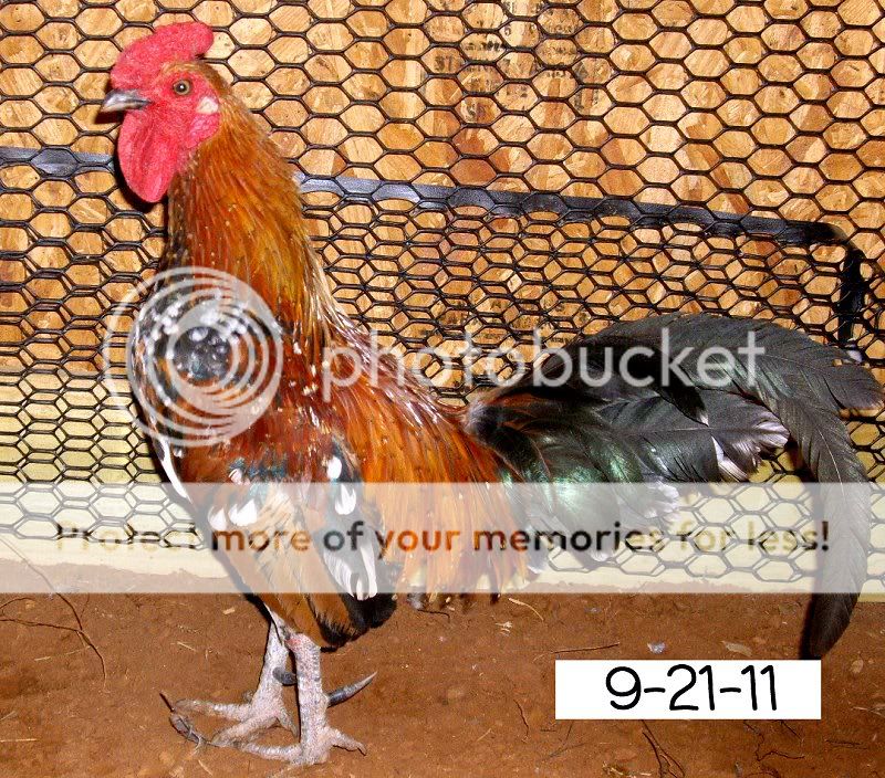 Roo.jpg