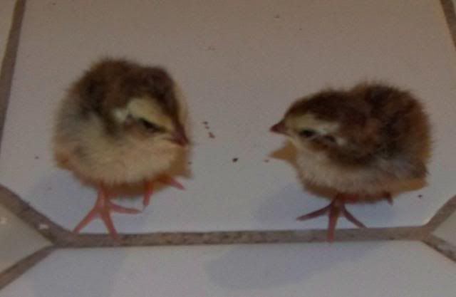 halfquail1.jpg