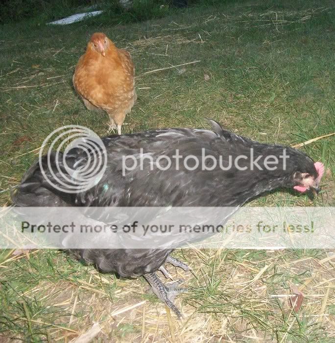 rooster2-1.jpg