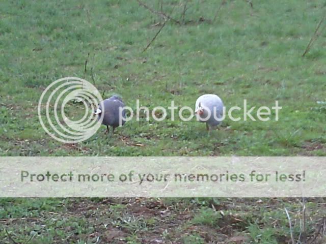 Picture148.jpg