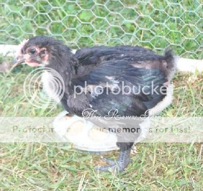 chick109-13-10.jpg