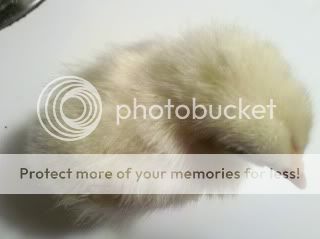 2011-04-30_17-27-27_633.jpg